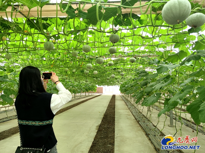 丰收节遇上种博会江宁谷里双品牌联动庆丰收迎小康