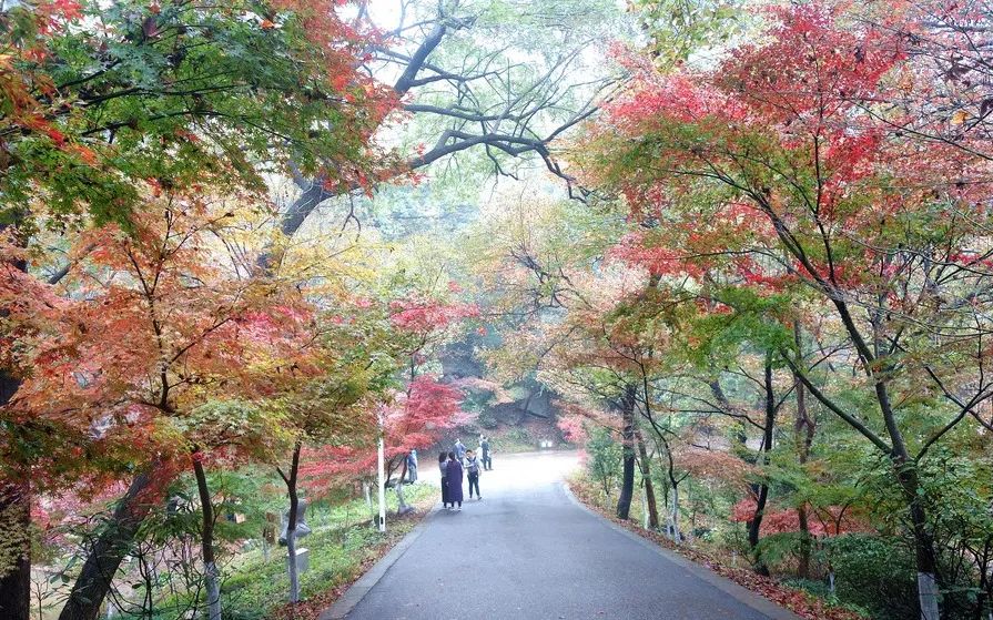 传说中的枫叶,传说中的光雾山红叶