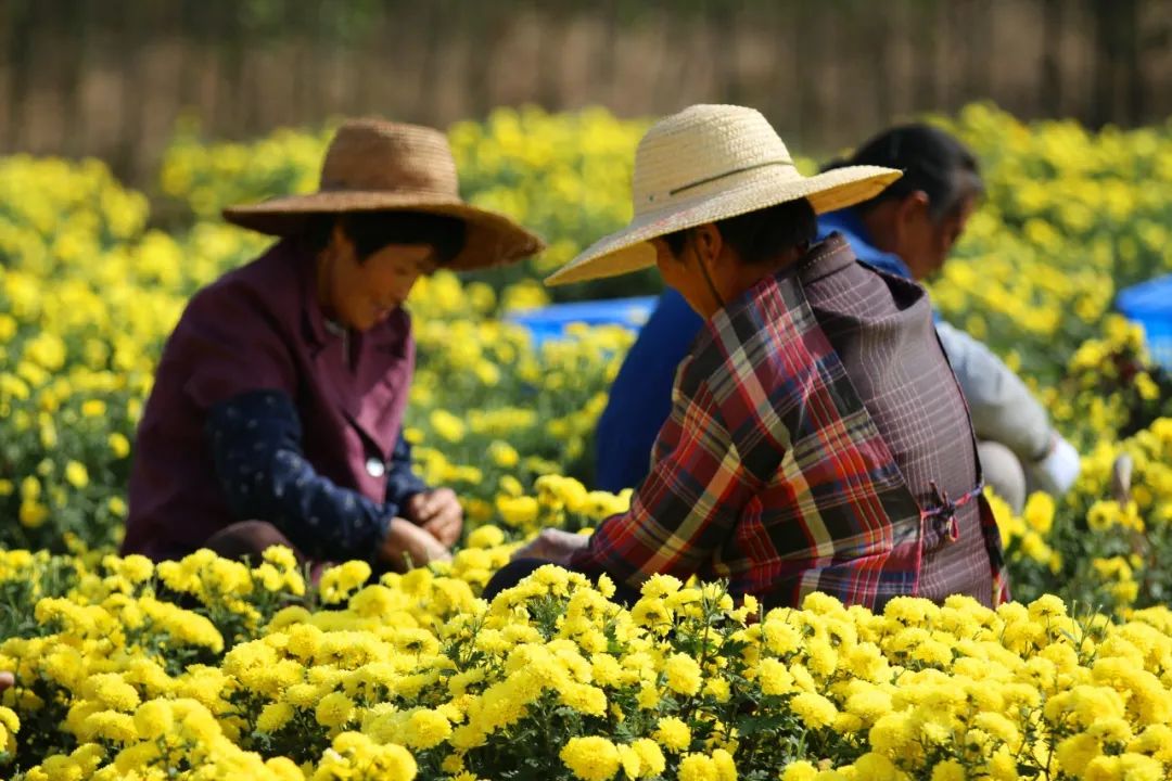 广州稻田网红打卡地,宜良稻田网红打卡点