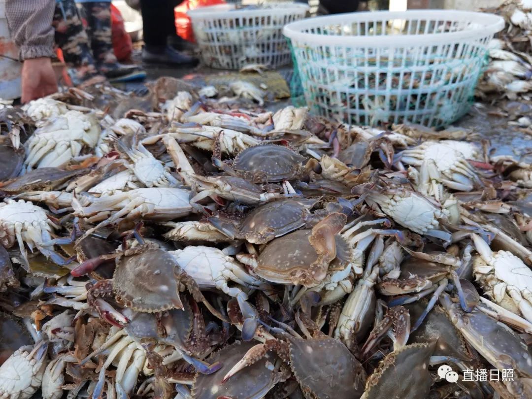 螃蟹5元一斤,日照海鲜螃蟹多少钱