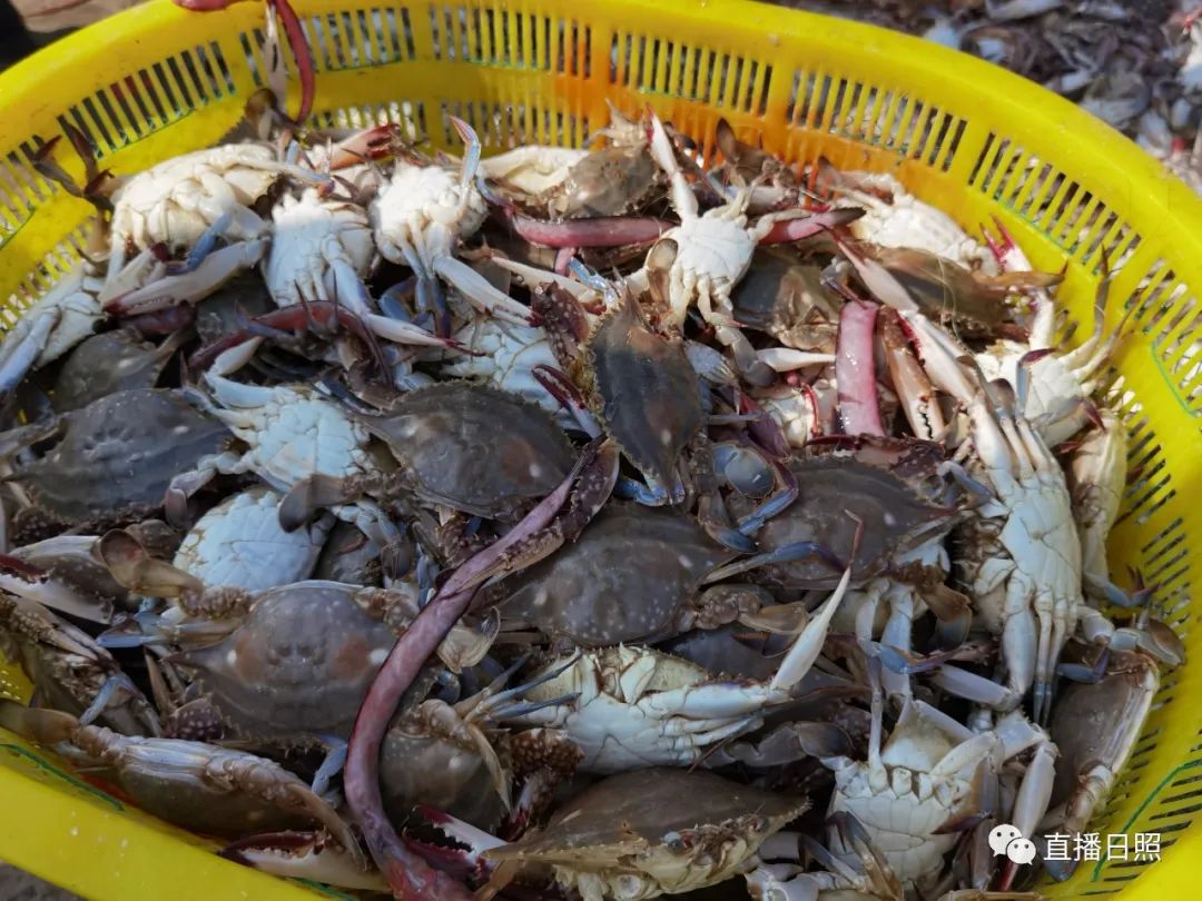 螃蟹5元一斤,日照海鲜螃蟹多少钱