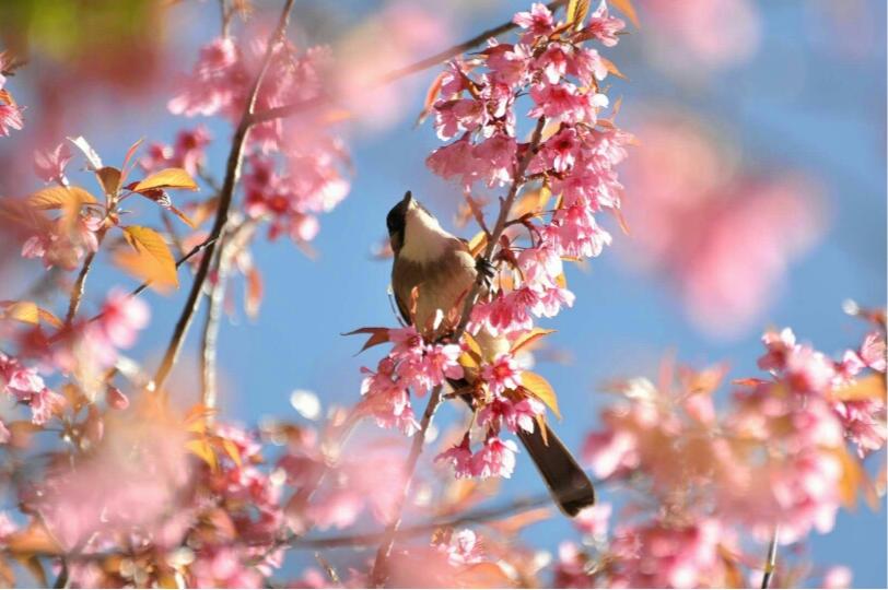 昆明春城秀图片,昆明正宗春城秀