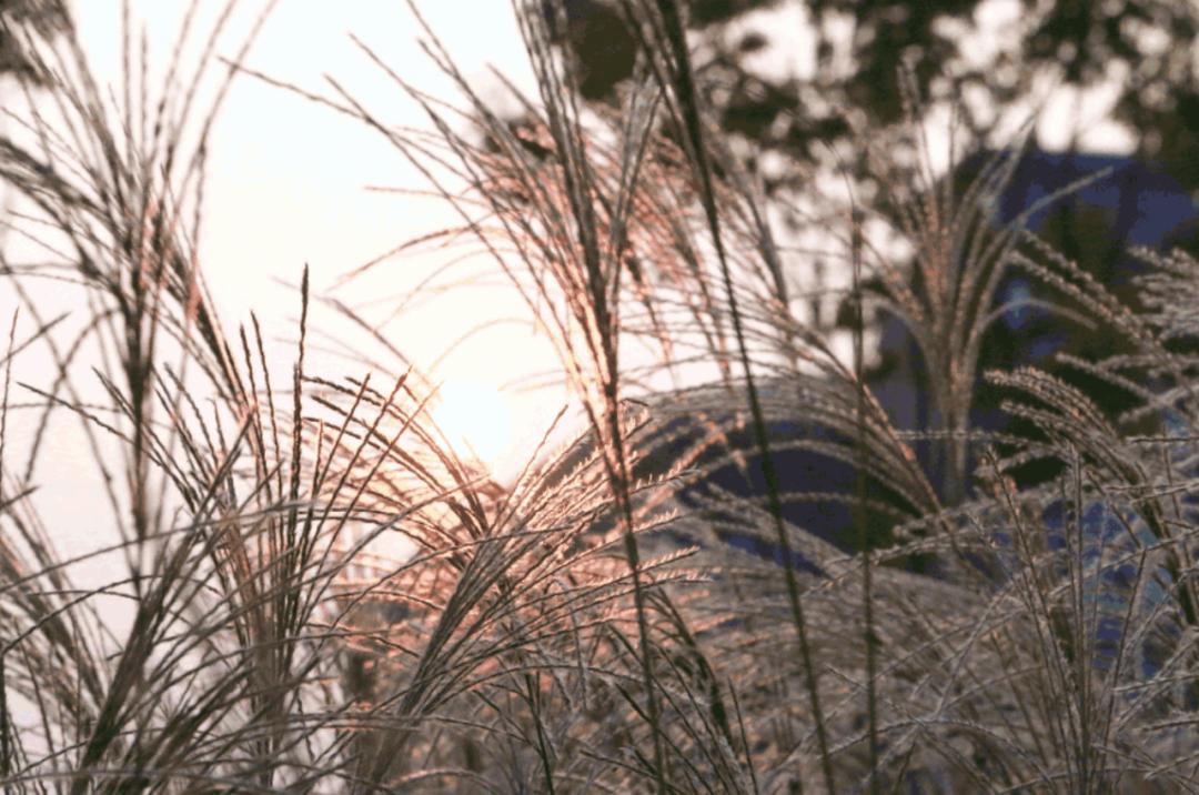 成都1100个公园俯瞰,成都100个公园规划图