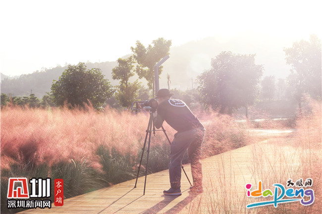 七娘山下禾塘湿地公园,大鹏禾塘湿地公园粉黛乱子草