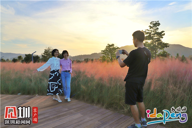 七娘山下禾塘湿地公园,大鹏禾塘湿地公园粉黛乱子草