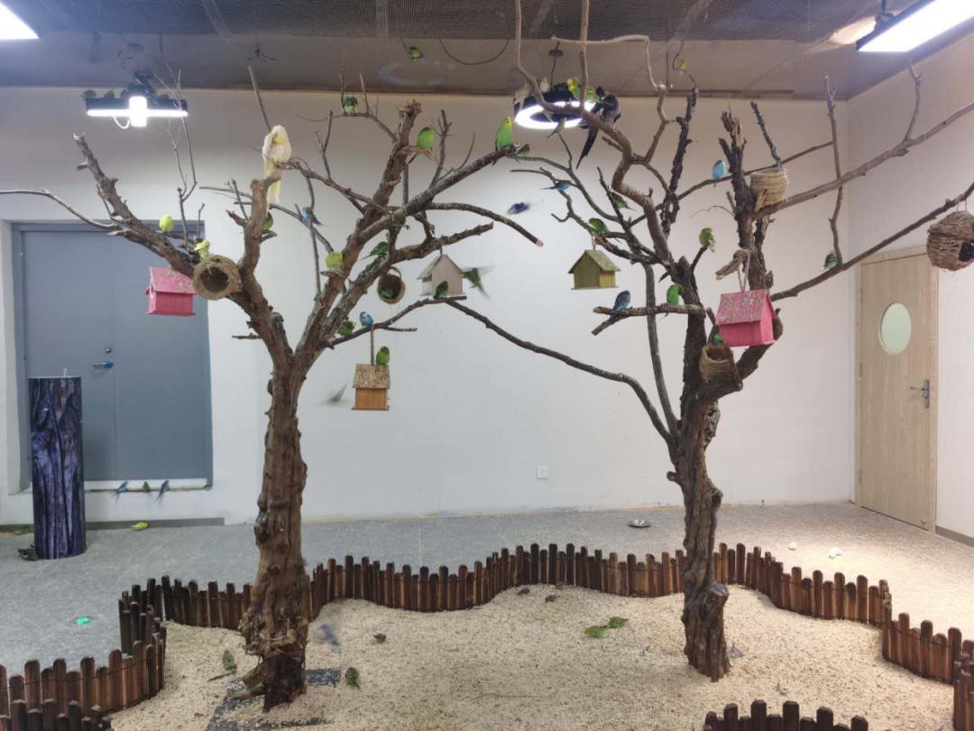 南京广电第六届萌宠节,南京广电萌宠节