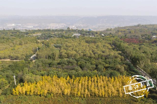 曲江秋天风景,曲江的秋色