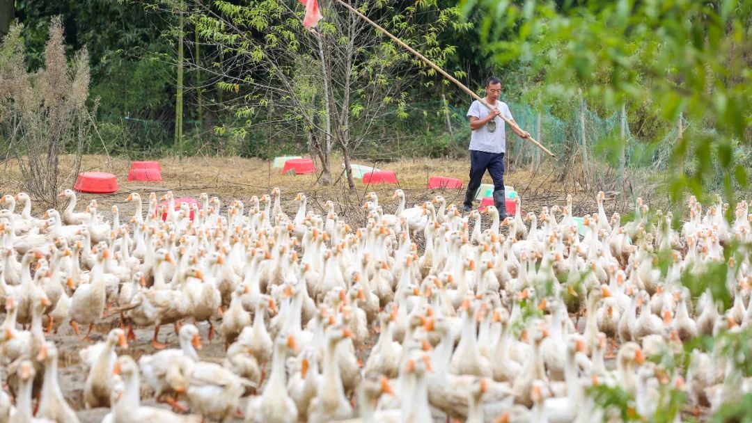 东西部扶贫协作,江苏东西部扶贫协作