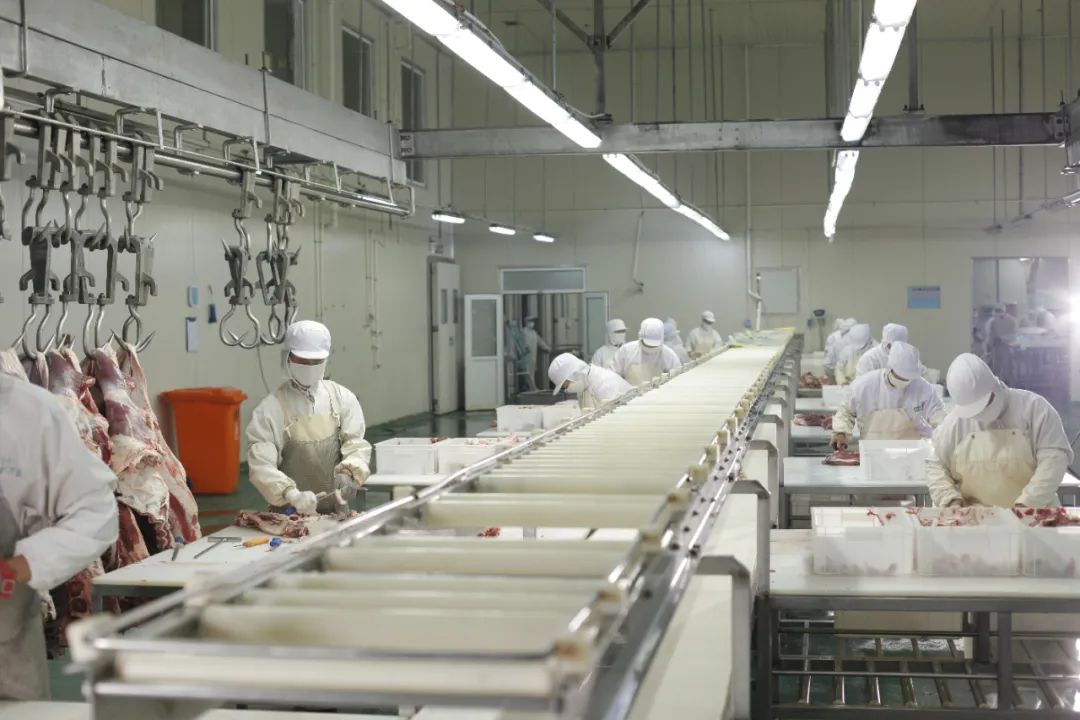 内蒙古赤峰天山的牛,通辽的牛和赤峰的牛区别