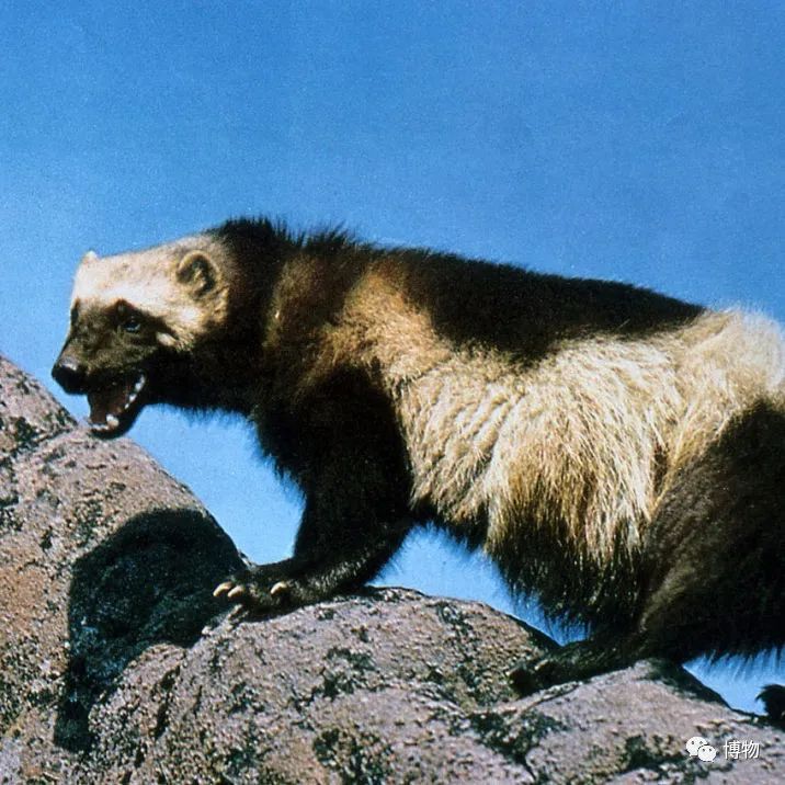 蜜獾被一条蟒蛇生吞了,蜜獾捕食大蟒蛇