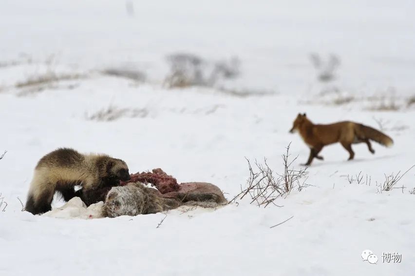 大蟒蛇跟蜜獾,蜜獾捕食大蟒蛇