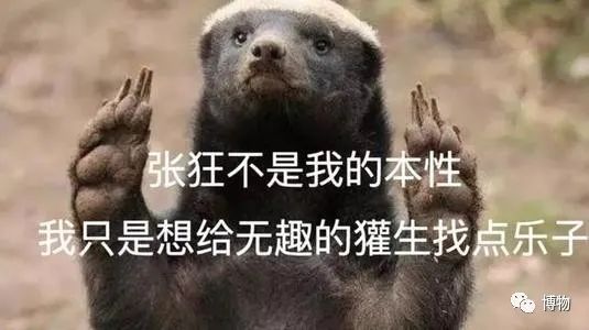 蜜獾被一条蟒蛇生吞了,蜜獾捕食大蟒蛇