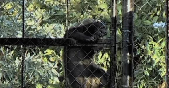 大蟒蛇跟蜜獾,蜜獾捕食大蟒蛇