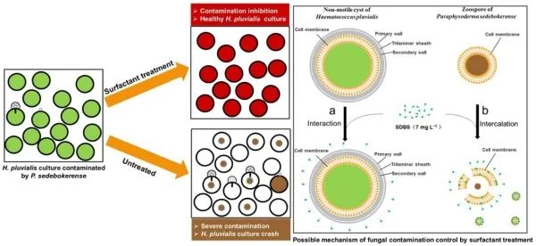 雨生红球藻国内外的研究现状,雨生红球藻治什么的