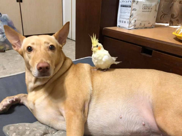 玄凤鹦鹉到家的第一天特别凶,玄凤鹦鹉饿了三天仍然怕人