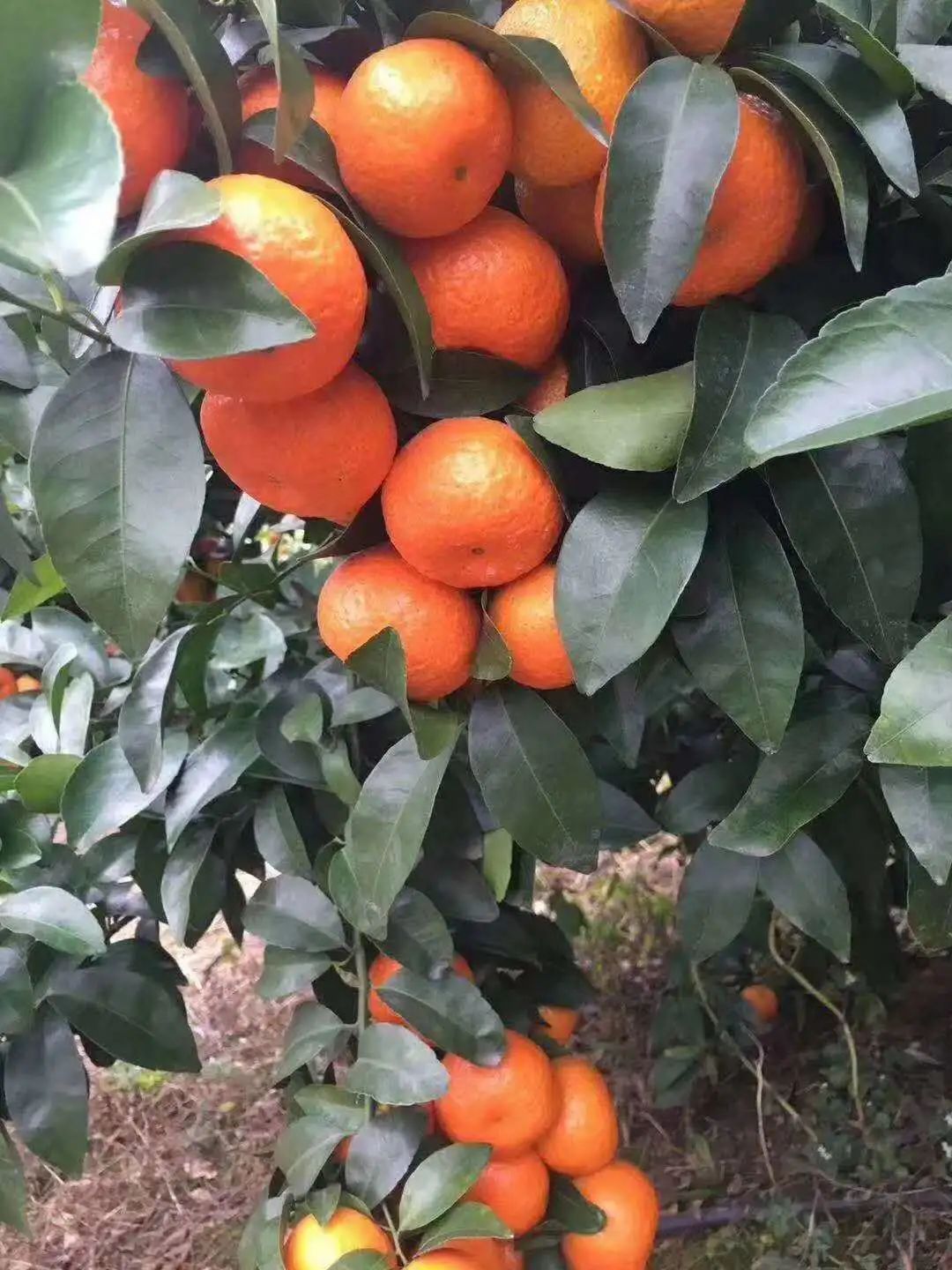 【活动预告】“水秀柑香红色黄田”乡村文化振兴志愿集市活动即将开启，精彩活动等你来！