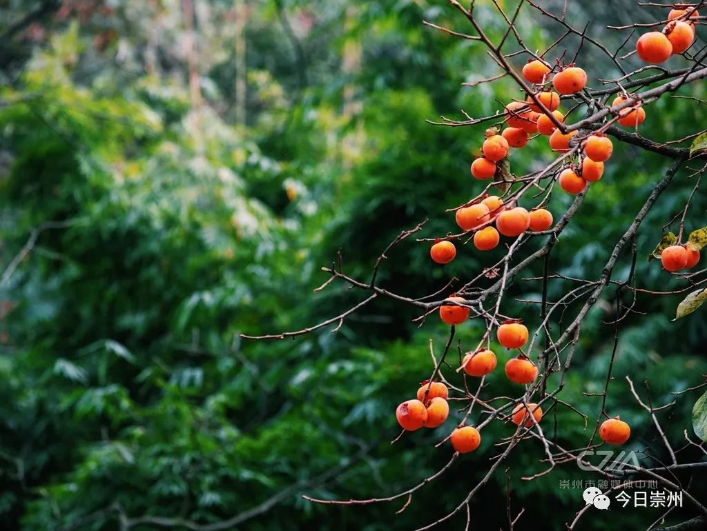 初秋彩林成都周边秘境,成都附近彩林秘境