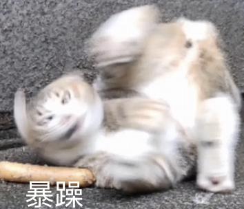 贪玩蓝月怎么玩的人这么多,贪玩蓝月怎么玩得厉害