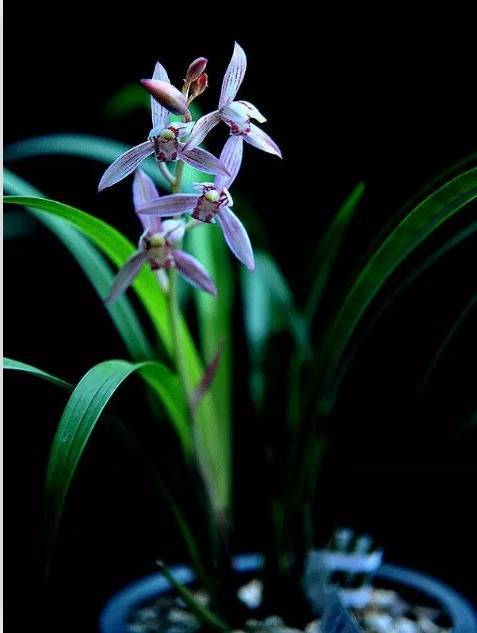 【聆听时刻】是叹惜年华的虚度,外四首作者:包其祥 朗读:桂仙