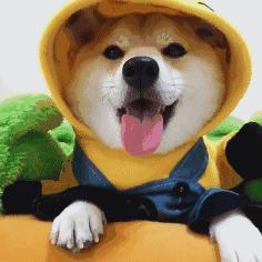 狗狗穿衣禁忌,狗狗穿衣