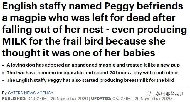 狗子把受伤的喜鹊当娃养，没怀过孕居然开始产奶