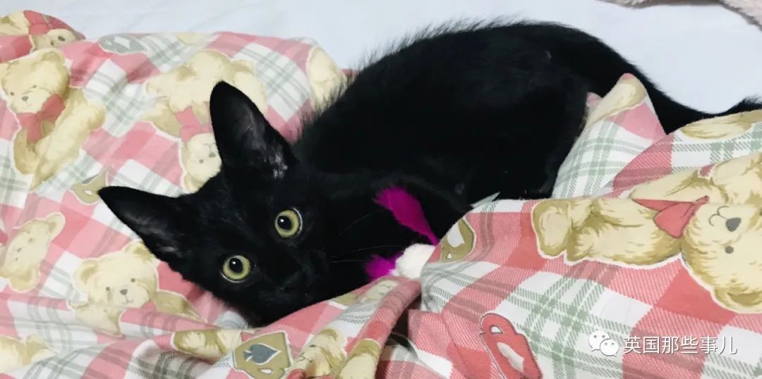 多猫家庭猫咪也会尿闭吗,多猫家庭为什么不能洗澡