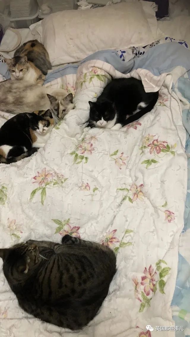 多猫家庭猫咪也会尿闭吗,多猫家庭为什么不能洗澡