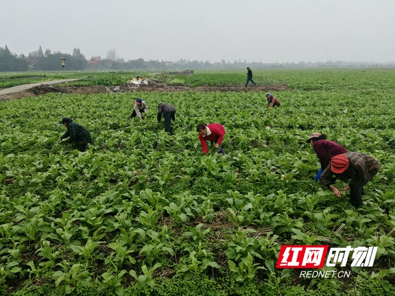 益阳乡村振兴故事,益阳农业现代化