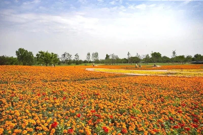 杜邑遗址风景区,杜邑花海风景区