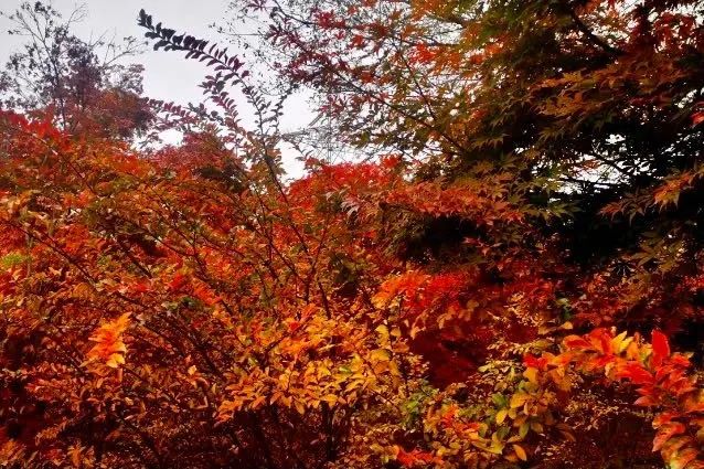 杜邑公园雪景,杜邑遗址公园6月风景