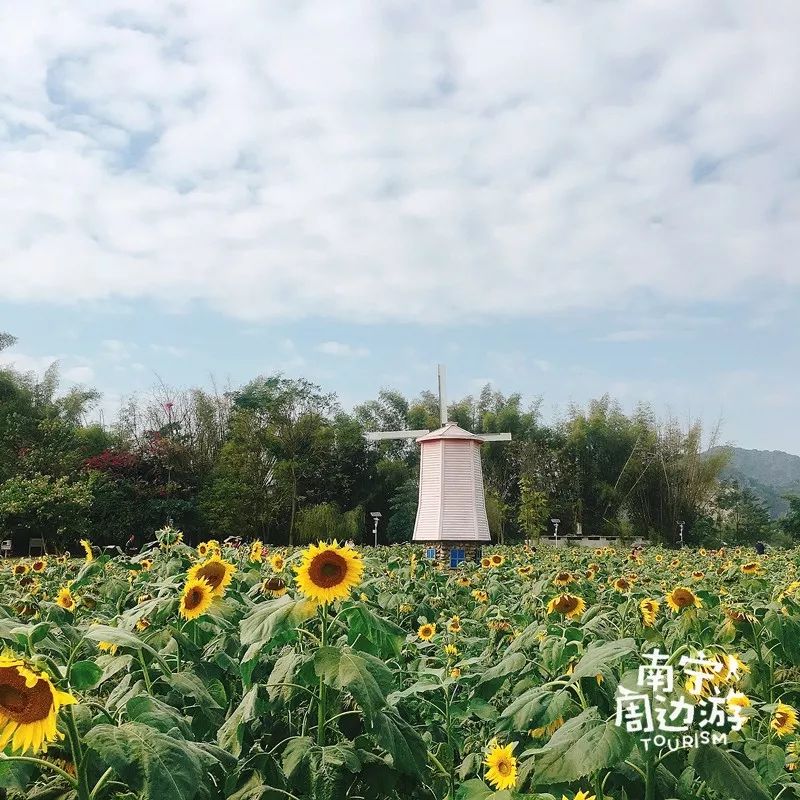 南宁赏花2022,赏花攻略南宁