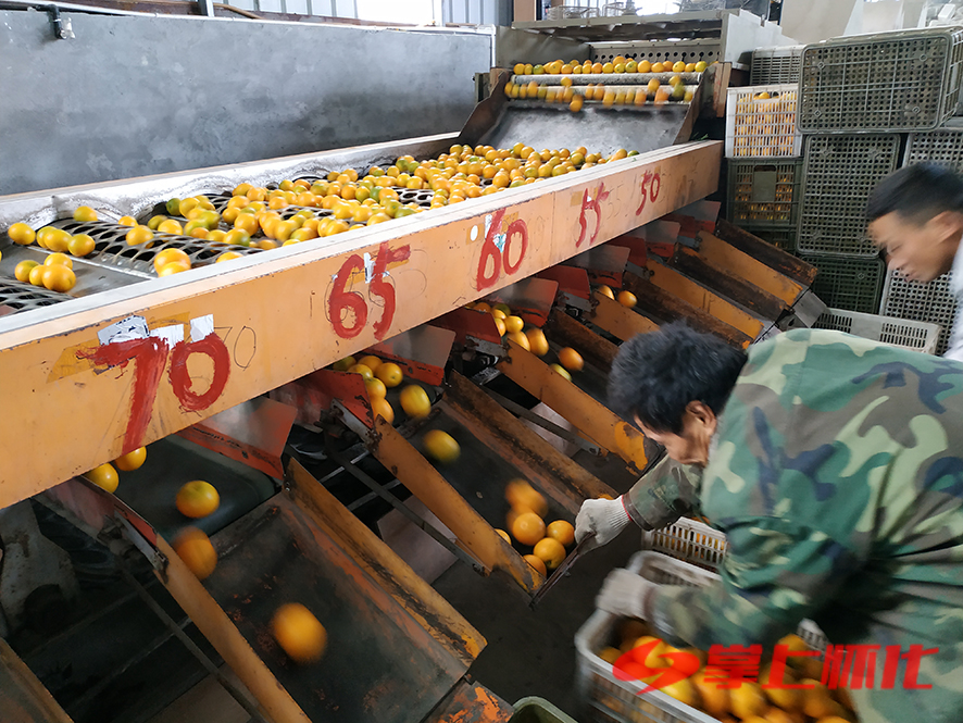 柑橘采收前景如何,橙子正宗麻阳冰糖橙整箱10斤大果