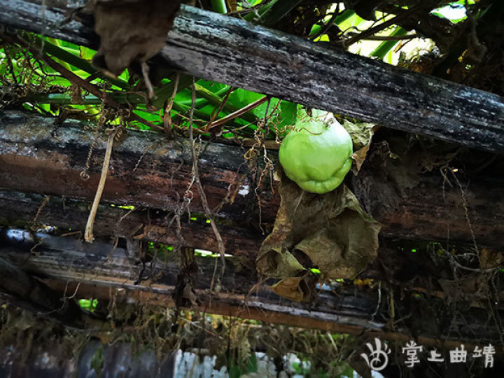 凛冬里一缕阳光,凛冬紫橄榄皮