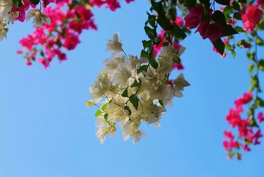 昆明春城风光秀,昆明春城秀小视频