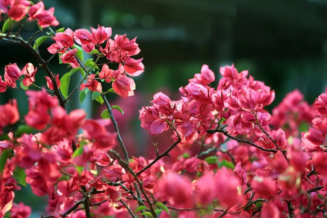 昆明春城风光秀,昆明春城秀小视频