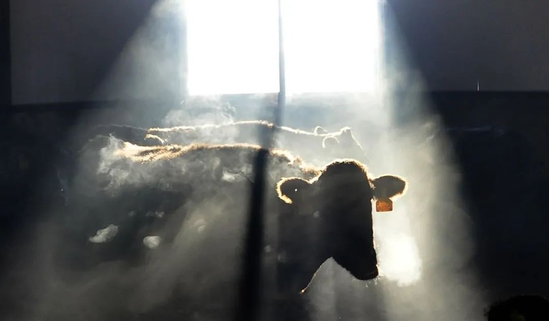 大庆牛冲天,大庆牛气冲天