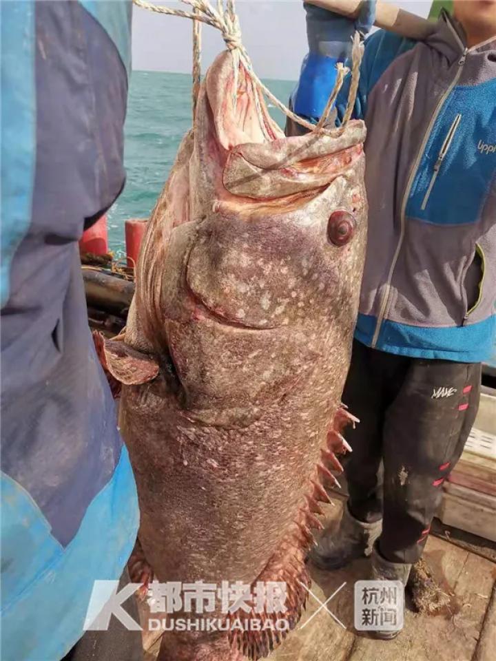 渔民捕获野生石斑鱼价格近两万元,舟山石斑鱼什么价位