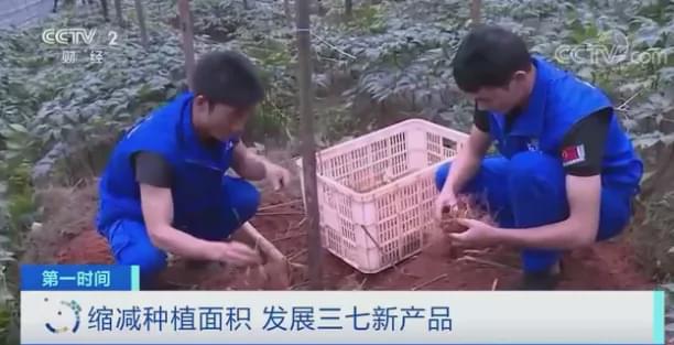 今日文山三七跌了吗,文山三七第一次价格暴涨是哪年