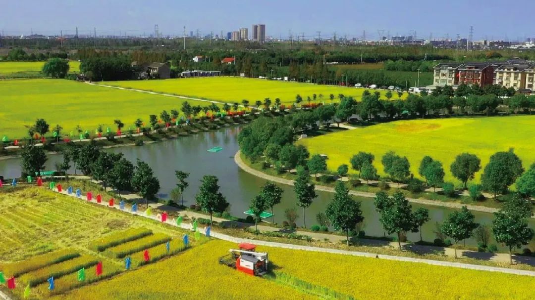 幸福青浦之魅力徐泾：古今中外、多元交融，十分“泾”彩