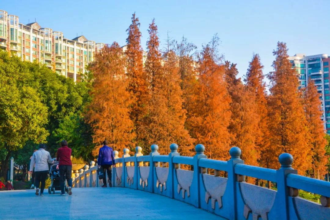 1月最美的佛山藏在这里!全部免费赏!