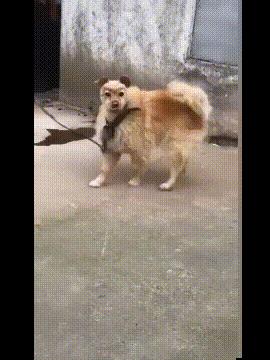 男的接吻为什么总要摸胸啊？（穹妹兔女郎紫色皮肤）