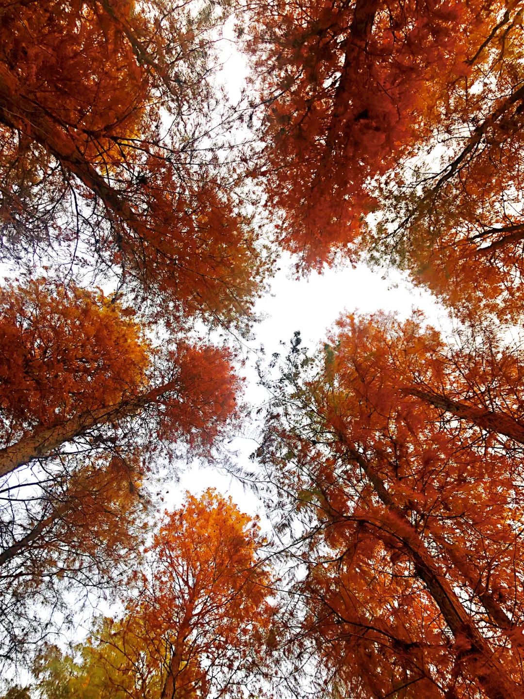 1月最美的佛山藏在这里！全部免费赏！