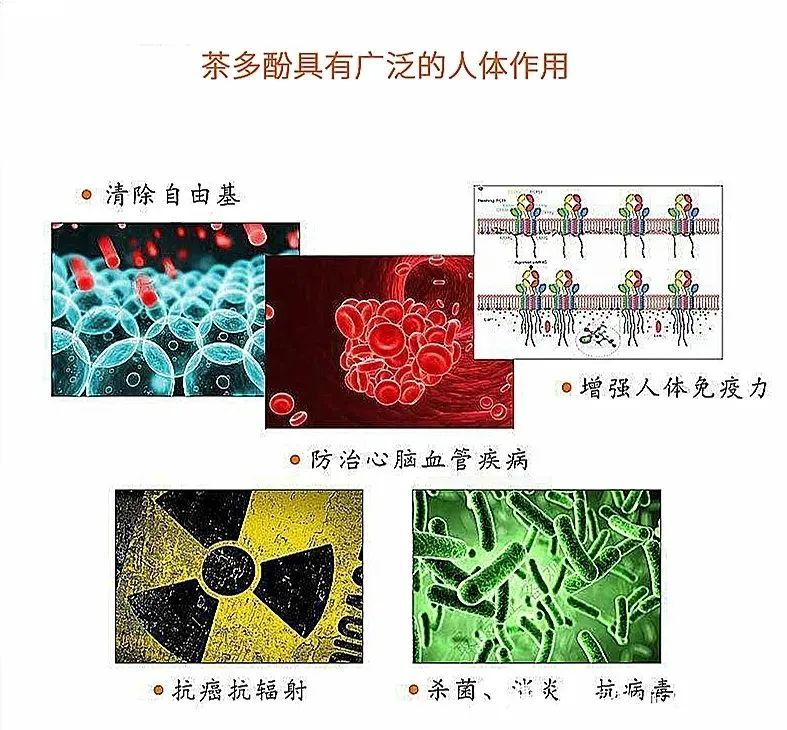 年货太普通，拿不出手？别担心，有了这款5种茶组合茶礼，保管你明年还买他