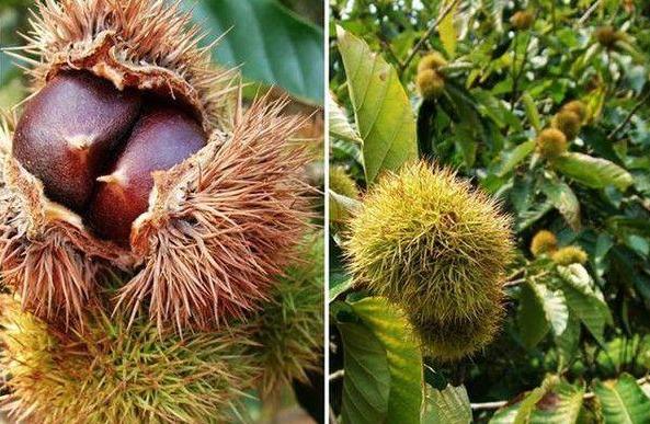 肇庆的特色农产品有哪些,肇庆的农产品有哪些