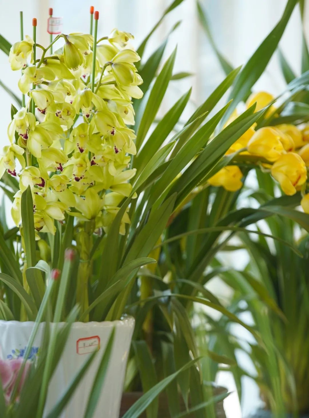 逛花市赏花灯,逛新春花市