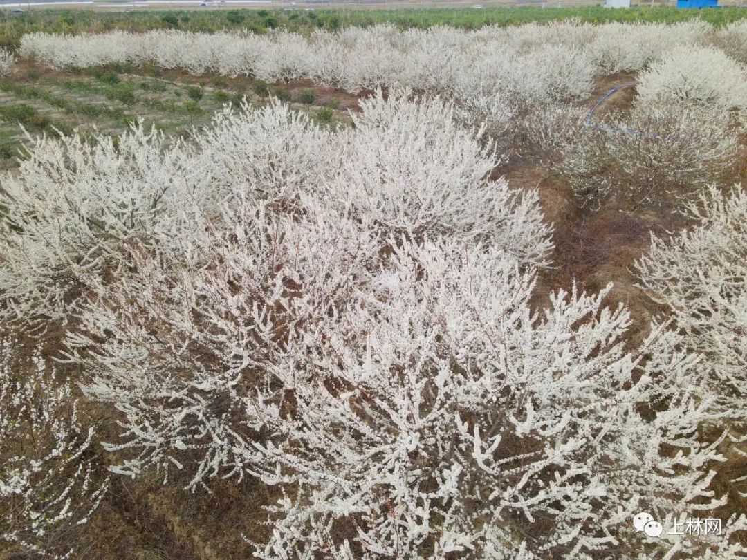 南宁赏花2022,赏花攻略南宁