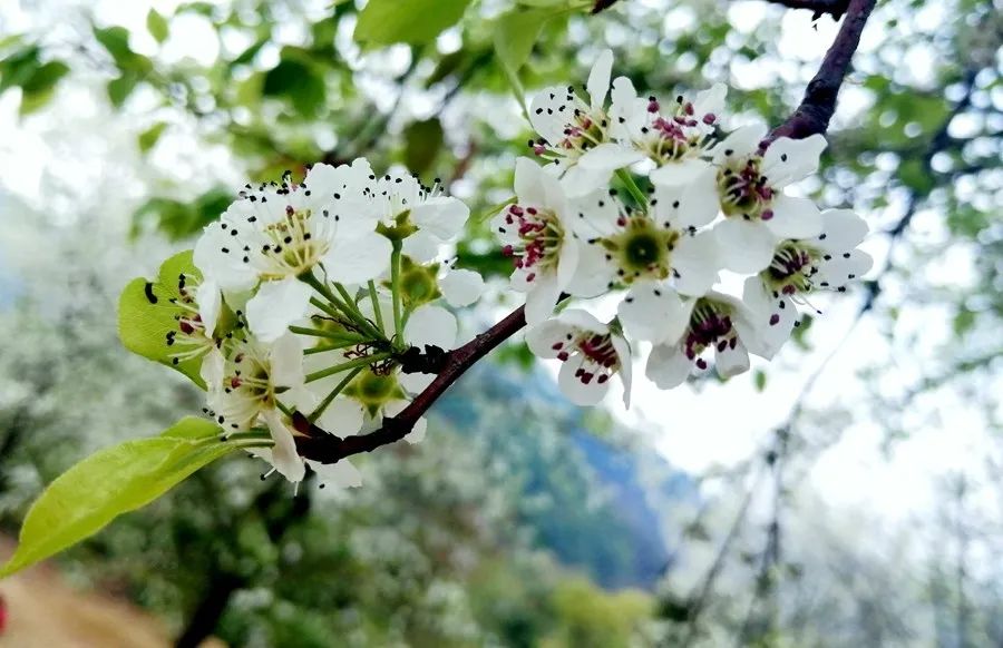 南宁赏花2022,赏花攻略南宁