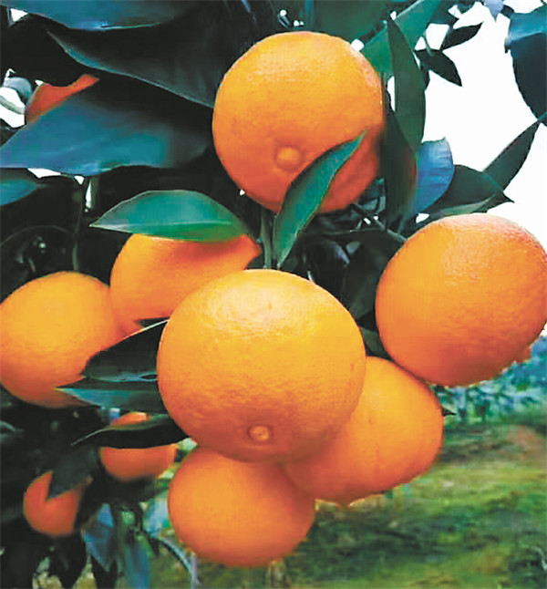 冰城“分享姐”无缝跨界做微商