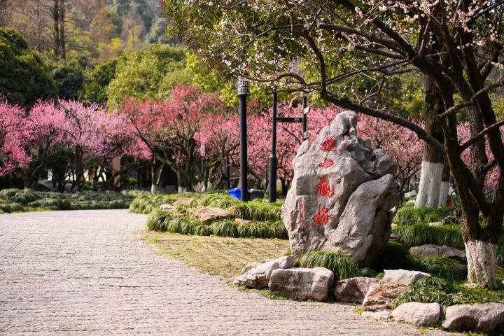 杭州赏梅花的最佳景点在哪里,杭州西湖孤山梅花初绽引游人