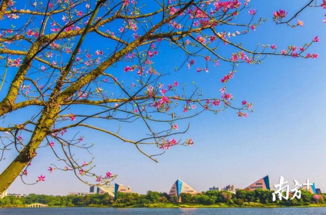 广州新年交通塞车吗,广州机场高速塞车现象